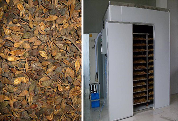 连翘热泵烘干工艺揭秘,烘干厂家「工艺分享」 连翘热泵烘干工艺揭秘,烘干厂家「工艺分享」